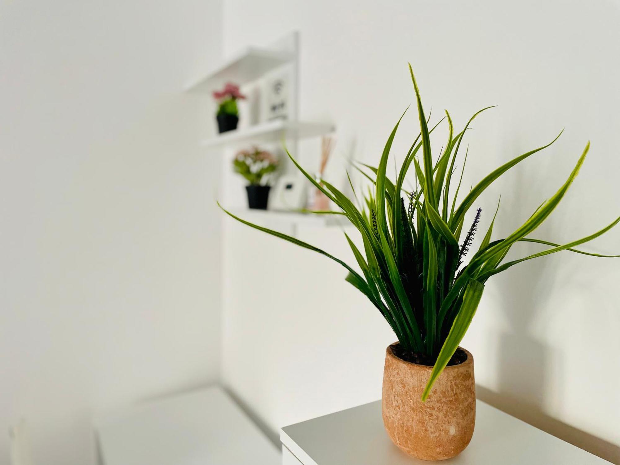 Apartament Montsee *